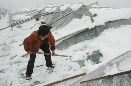 大雪壓垮鋼結(jié)構(gòu)廠房，眾多“二師兄”壯烈犧牲